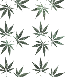 marijuana cut healing weed out nature abuse ganja drug addiction culture cannabis medicine smoke pot plant legal medical joint medicinal hemp illegal herb leaf herbal narcotic pattern agriculture health natural grass isolated hash farm 