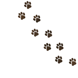 animal cat footprint 
