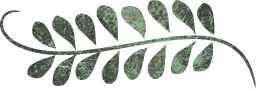decor curly flourish ornamental craft divider line scrapbook drawing leaf border swirl decoration ornate ornament collage curves foliage 