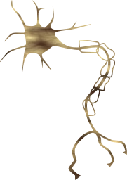 cell neuron nerve brain 