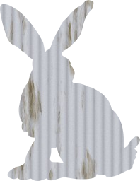 animal school hare rabbit bunny 