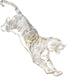 animal safari jump tiger zoo nature africa