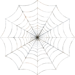 spider web insect nature cobweb 