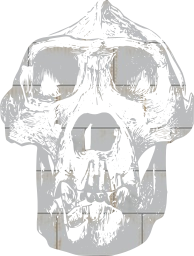 mammal animal gorilla skull bone head 