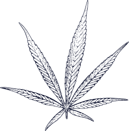 marijuana weed healthcare nature ganja drug alternative cannabis medicine pot science crop plant foliage medical hemp bud herb leaf agriculture narcotic herbal health thc natural grass 