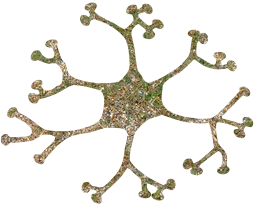 cell system nervous synapse mental neuron nerve nucleus biology brain science 