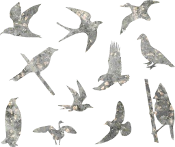 geese flying pigeons martin set birds goose swallow 