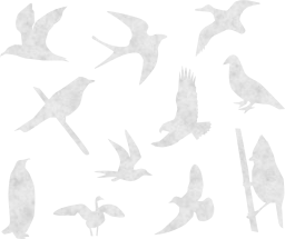 geese flying pigeons martin set birds goose swallow 