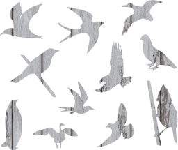 geese flying pigeons martin set birds goose swallow 