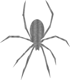creepy animal spider arachnid insect halloween 