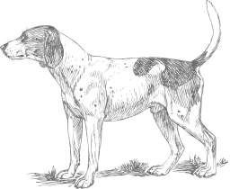 hound mammal animal dog zoology pet biology 