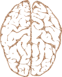 cerebrum psychology neurology medical anatomy intelligence organ mind memory genius medicine biology brain human head science think 