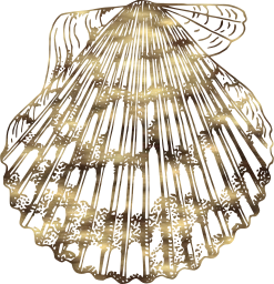 clam animal zoology seashell biology 