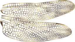 animal wing bug fauna nature dragonfly insect winged summer flight invertebrate biology wings wildlife flying 