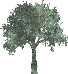 tree branch botanical orange trunk branches nature outdoors fall golden halloween leaves plant foliage environment leaf autumn seasonal environmental natural isolated ecology october conservation 