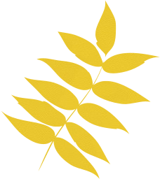 sunny tree spacer branch forest vegetation nature weather park palette year life leaves landscape day plant foliage dry environment leaf summer autumn colored seasons colors scenery october ash 