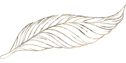 geese wild fauna pen poultry goose nature animal beak pigeons feathers birds freedom fly animals dove bird peacock beautiful feather wings beast duck to outline flight write flying 