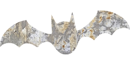 animal bat bats night halloween 