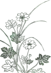 plants flowers botanical sketch vintage botany petals floral drawing leaves leaf flower nature wildlife foliage 