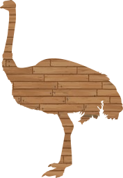 animal bird large ostrich body portrait africa full 