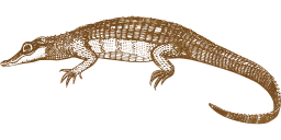 reptile animal alligator crocodile 