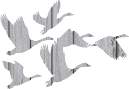 geese birds goose animals flying 