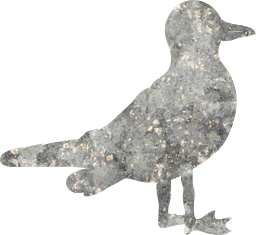 tail seabird nature wildlife animal flying wing beak water feathers beach freedom fly bird ocean summer lake feather wings flight stand sky seagull 
