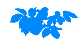 on bird rose 