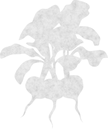 vegetable food raw vitamin beet organic root healthy vegetarian agriculture fresh plant 