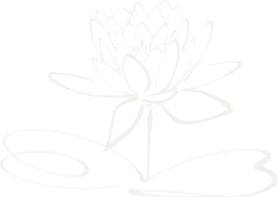 plants aquatic petals bloom water pond floral flora lake blossom flower lotus lily 