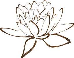 blossom flower lotus 