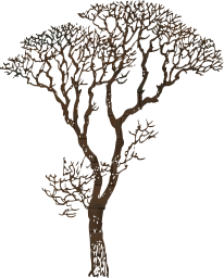 plants tree naked forest environment tall wooden season ecology nature bare 