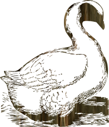 geese goose poultry 