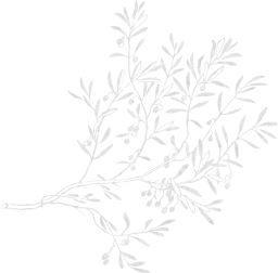 tree branch mediterranean italy greece fruit isolated leaves olive agriculture spain plant 