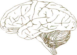 neurology intelligence anatomy mind memory brain science think 