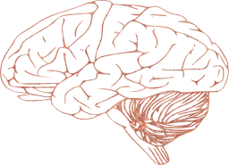 neurology intelligence anatomy mind memory brain science think 