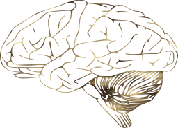 neurology intelligence anatomy mind memory brain science think 