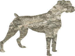 mammal animal pedigree dog breed domestic pet obedient purebred standing bulldog friend canine doggy 