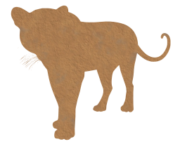 panther leopard 