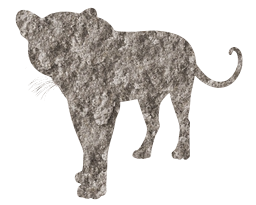 panther leopard 