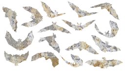 bats bat flying 