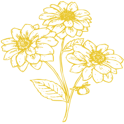 flowers plant garden 
