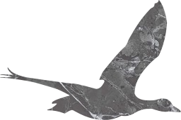 bird fauna goose wildlife duck flying