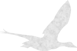 bird fauna goose wildlife duck flying 
