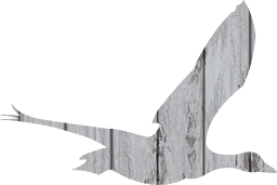 bird fauna goose wildlife duck flying 