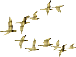 geese patterns birds goose wildlife sky wings flying 
