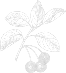 cherries healthy stems snack branches delicious fruits sweet leaves nutritious plant raw edible food cherry ripe juicy 