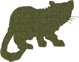 grey animal cat 