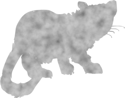 grey animal cat 