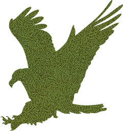 falcon wild mascot usa nature wildlife animal majestic beak sign insignia eagle freedom national bird symbol american emblem claw feather wilderness flight hunting america 